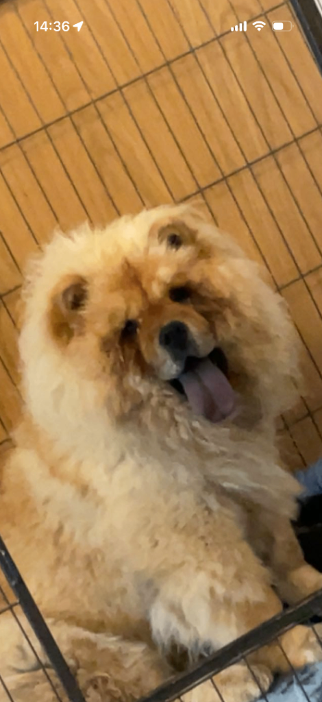 Red female adult chow chow 