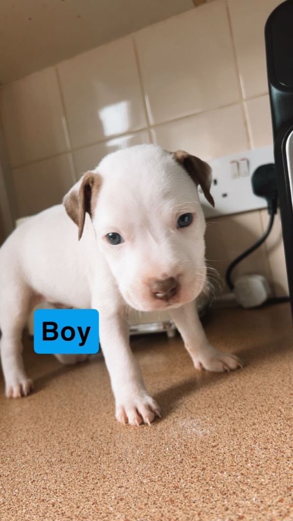 Puppy’s 