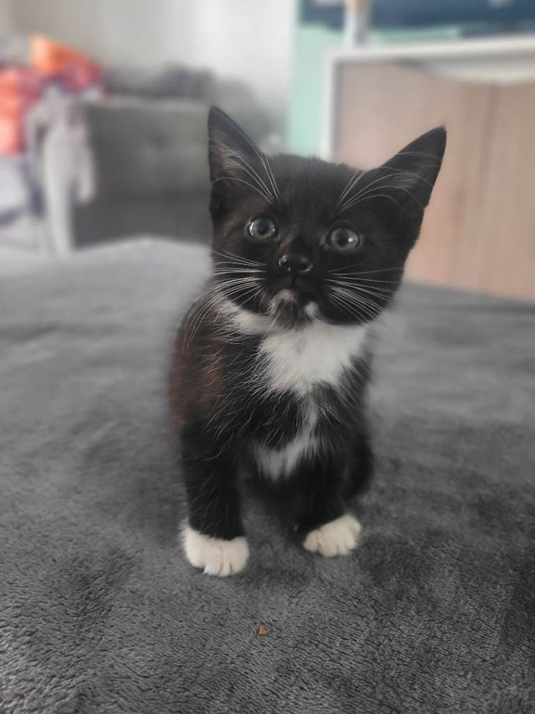 Kittens Ready Now 