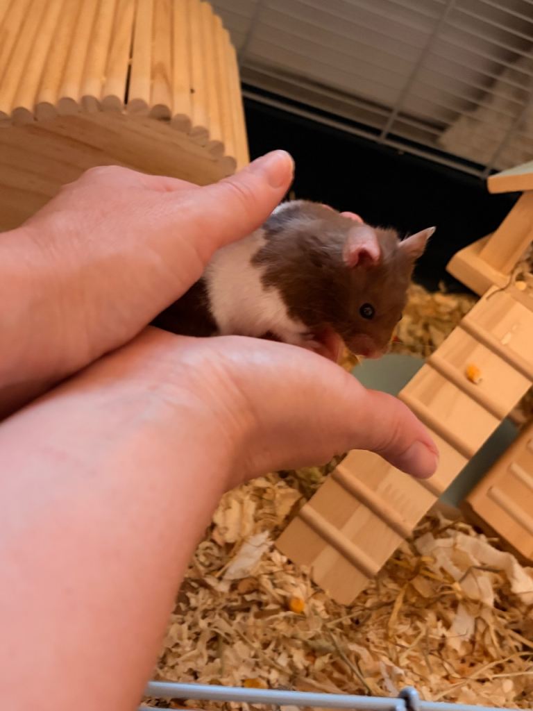 Hamster & accessories 