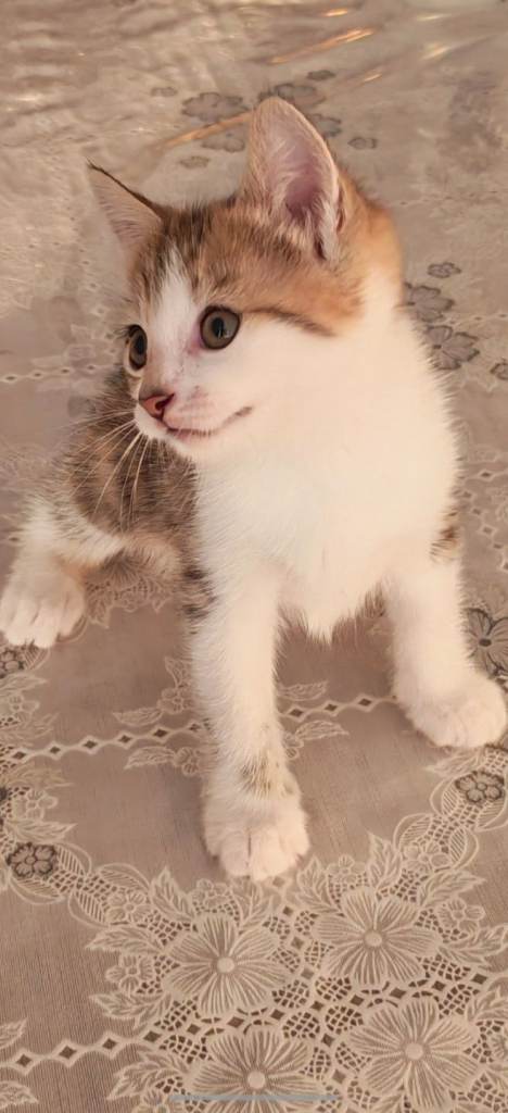 Gorgeous kittens grey white and tabby