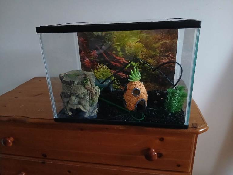 Glass fish tank