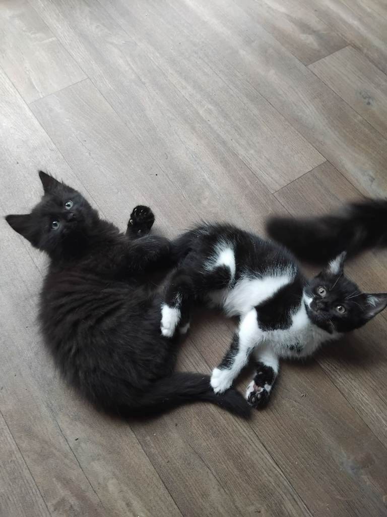 Beautiful kittens ready now 