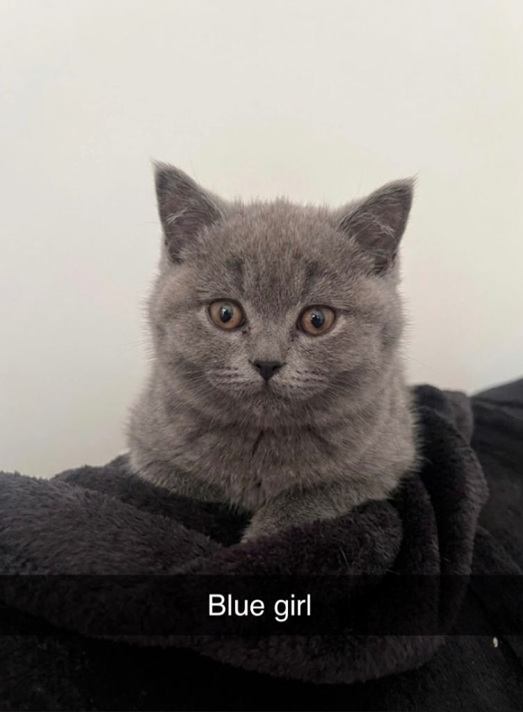 British shorthair Girl Ready Now 