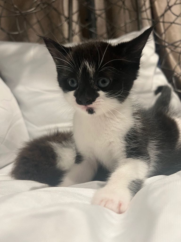 Adorable Black & White Kitten