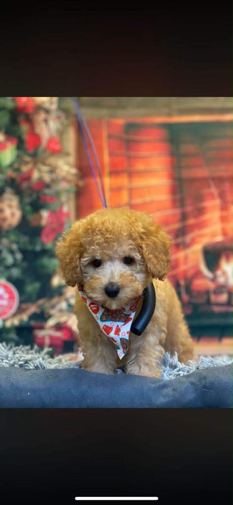 Toy poodle girl 