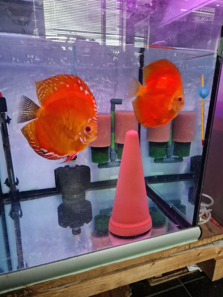 Discus Fish Breeding Pair with Fish Tank 