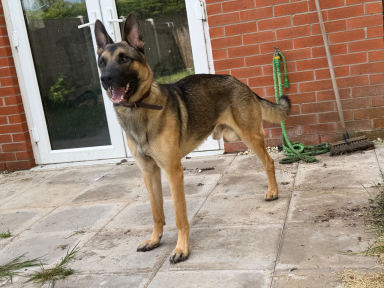 Belgian Malinois cross