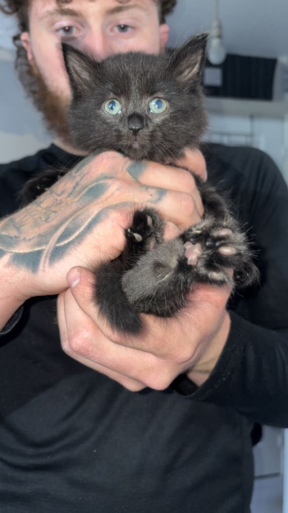 3 kittens 