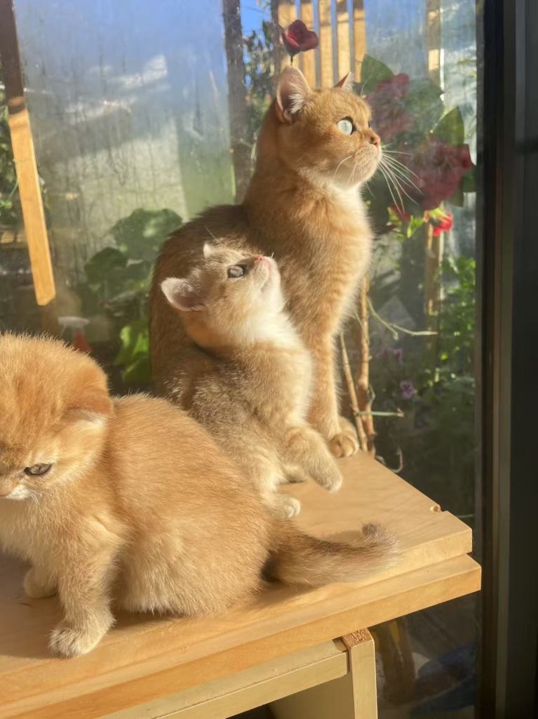 Pure breed lilac golden boy