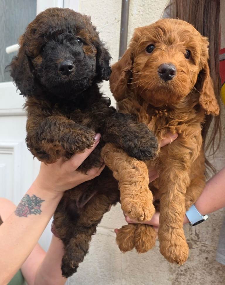  Cockapoo Puppies Sable and Red Fox