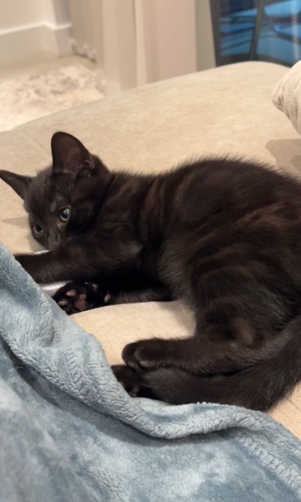 British Shorthair Cross Kittens - 8 Weeks