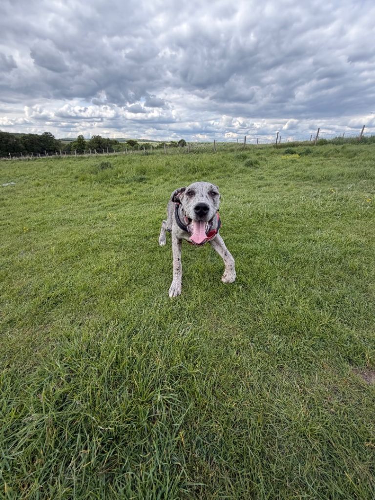 8 month old male Great Danes - Merlin colour 