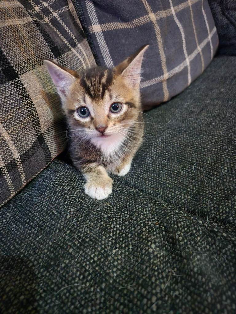 Last 2 kittens available 