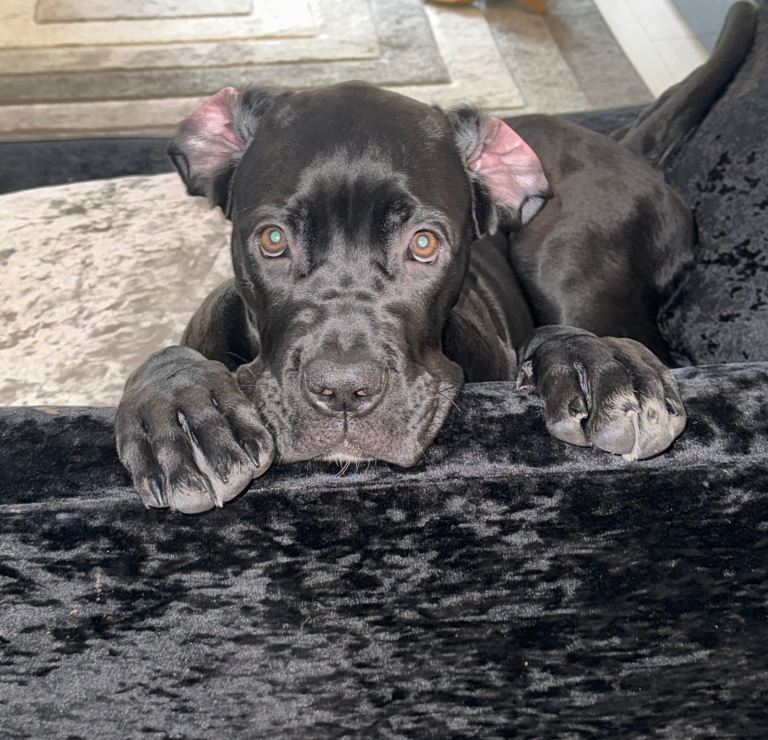 Female Cane Corso for sale 