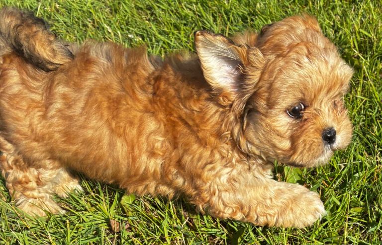 Lhasa's aphso pups  