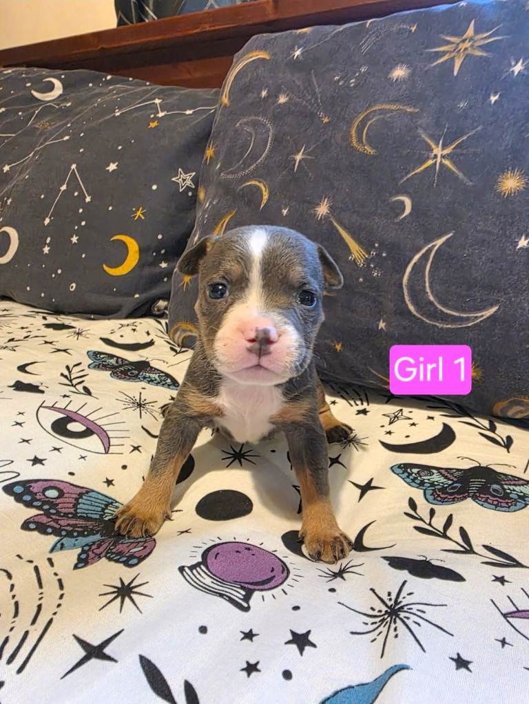 Staffordshire Bull Terrier Puppies - Female and Male