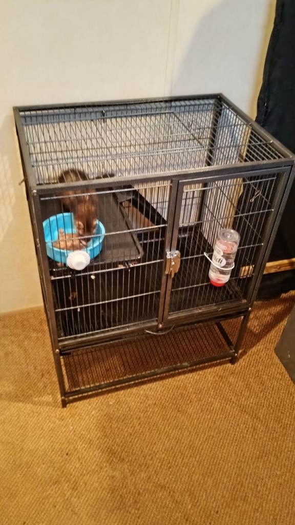 Ferret and cage 
