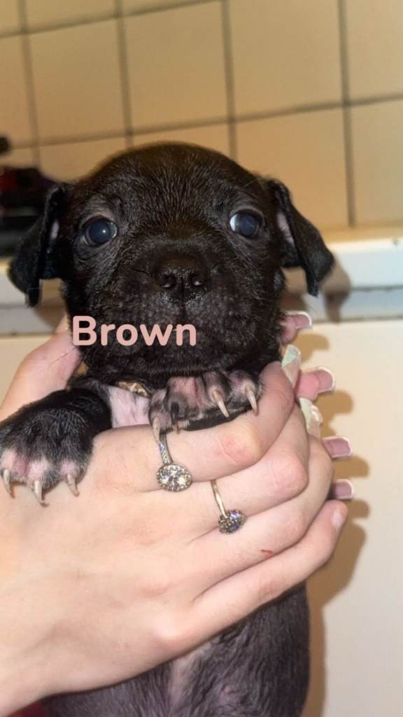 Staffordshire bull terrior puppys for sale 