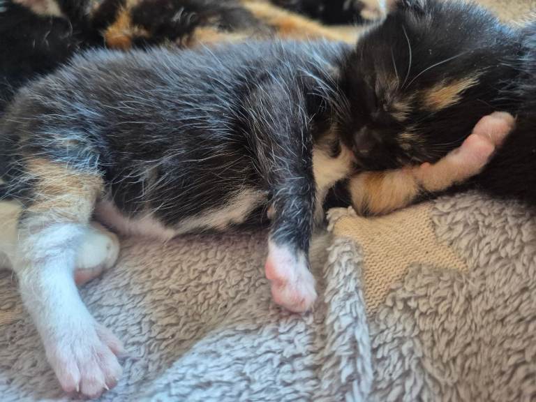 beautiful kittens for sale
