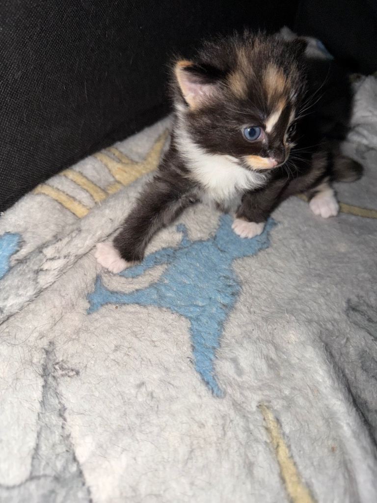 1 girl cat left tortie kitten 