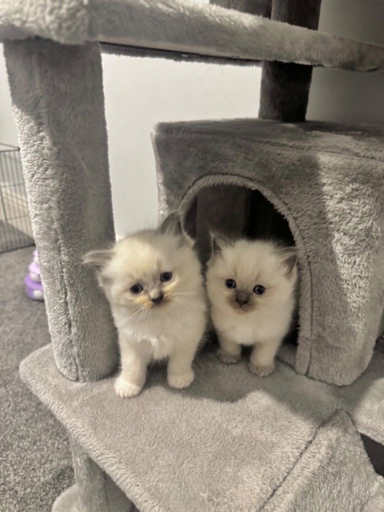 Beautiful Purebreed Ragdoll Kittens