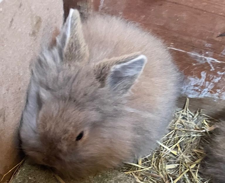 Lion head baby rabbits for sale