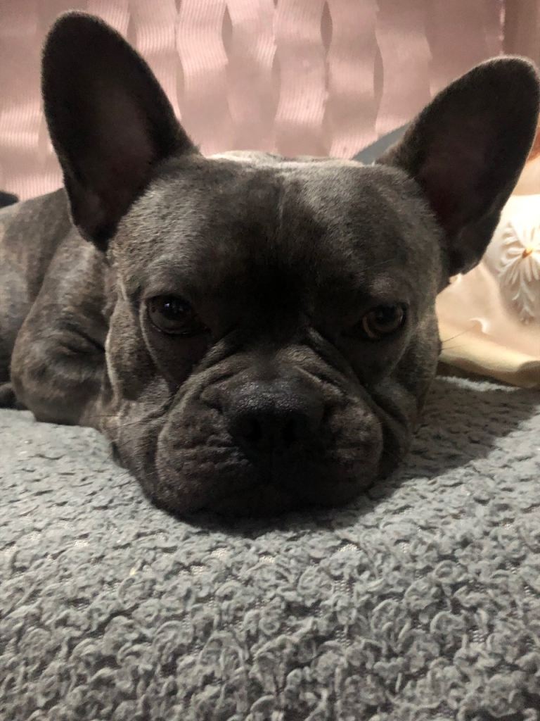 Male French bull dog 