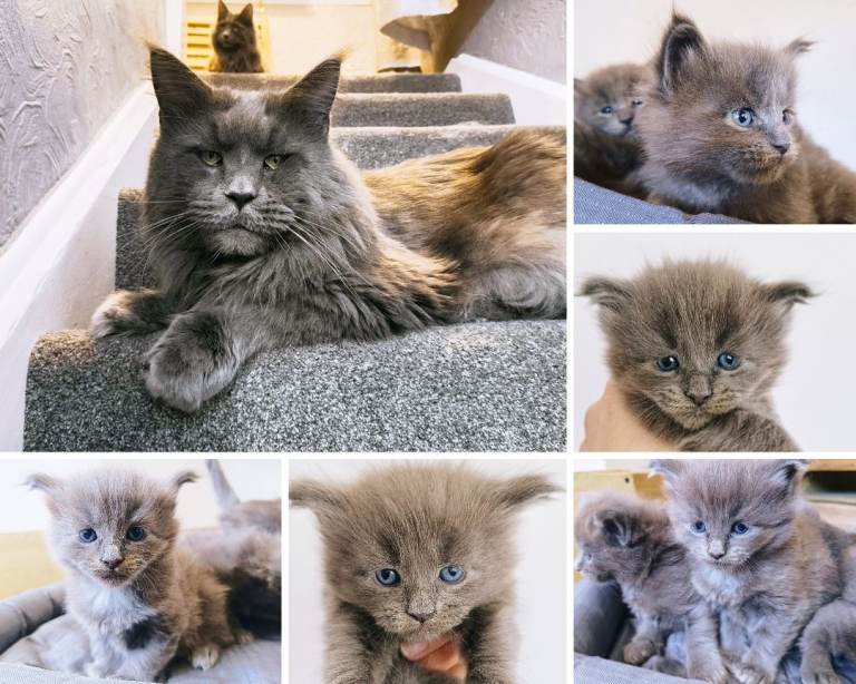 Blue maine coon kittens 