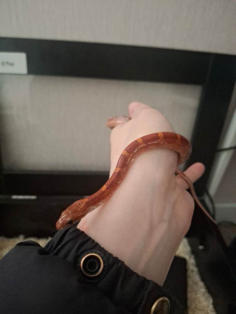 Young corn snake