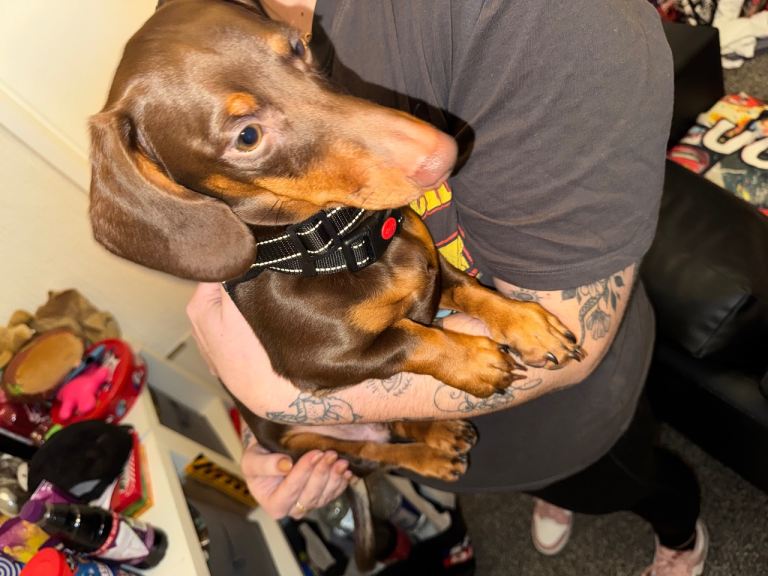 Dachshund Brown Boy 