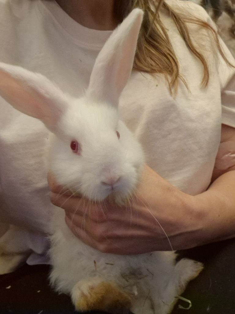 New Zealand White X Babies