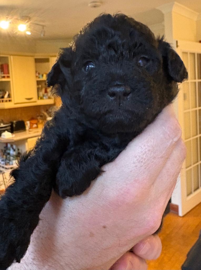 Mini Poodle x Jack Russell (3/4 Poodle) Puppies – Ready Soon