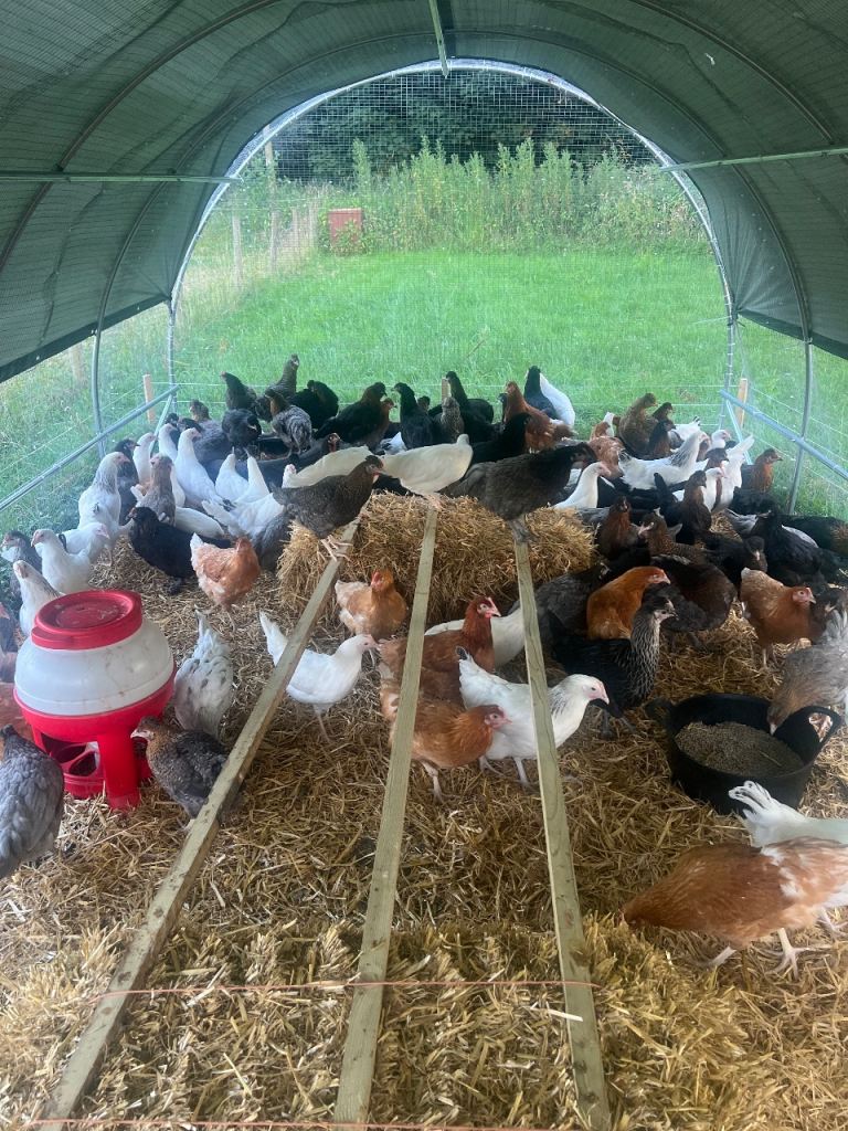Point of Lay Hybrid Hens 