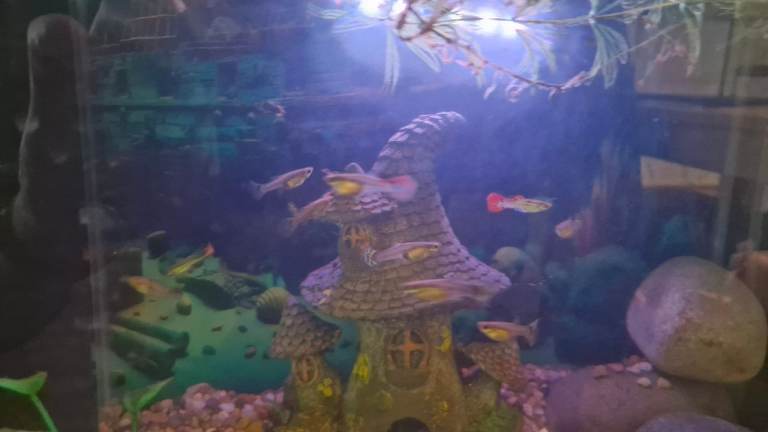 Fish guppies babies 