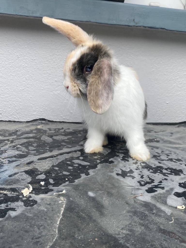 male lop cross rabbit