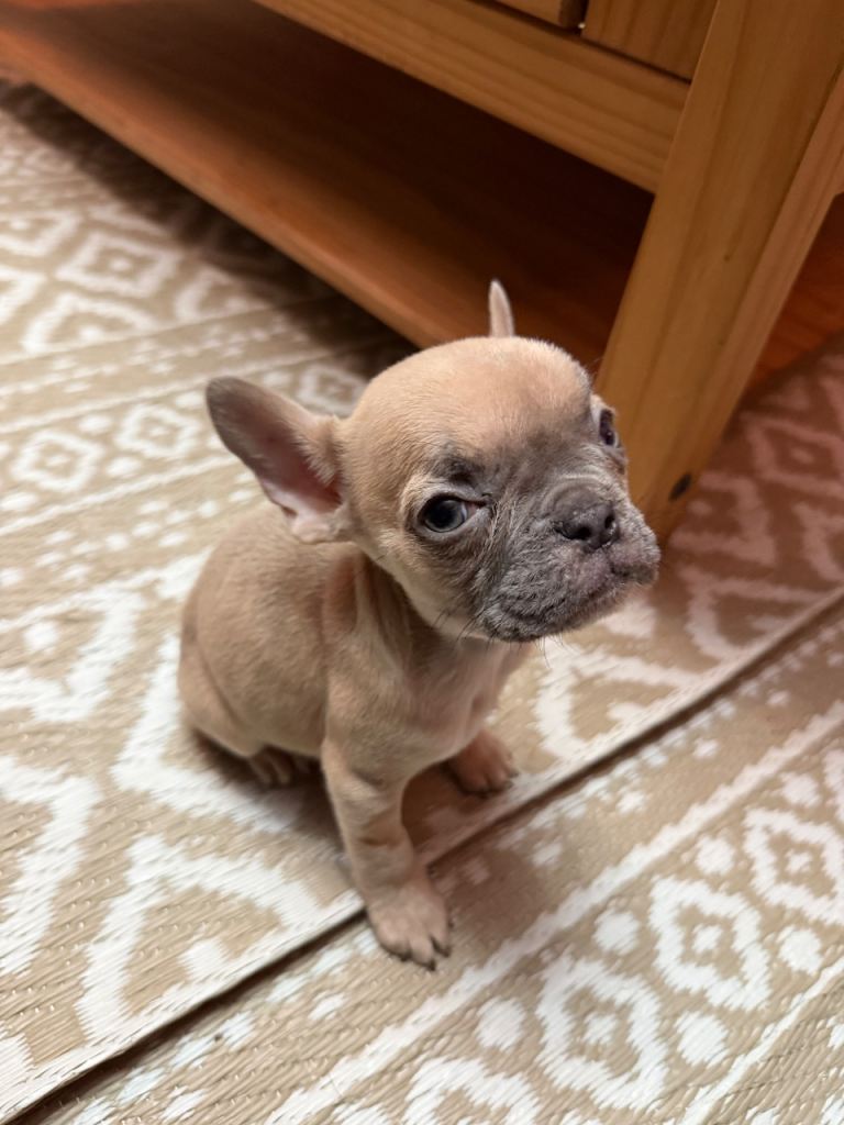 French Bulldog Puppies KC Reg