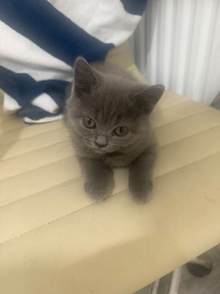 Pure British Shorthair Kittens | 2 Boys & 2 Girls | Blue & Lilac | Family Raised