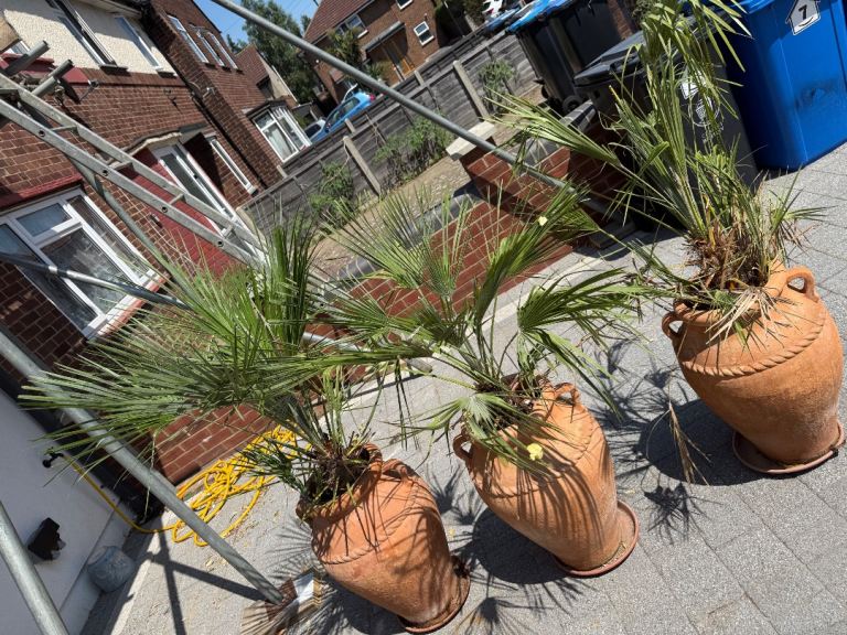 Three Mature Palm Trees in Large Terracotta Pots