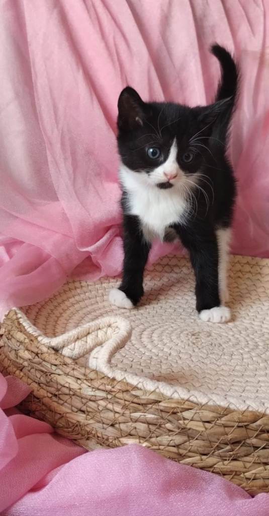 Lovely kitten 