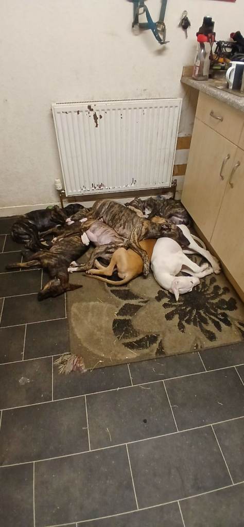 Lurcher pups
