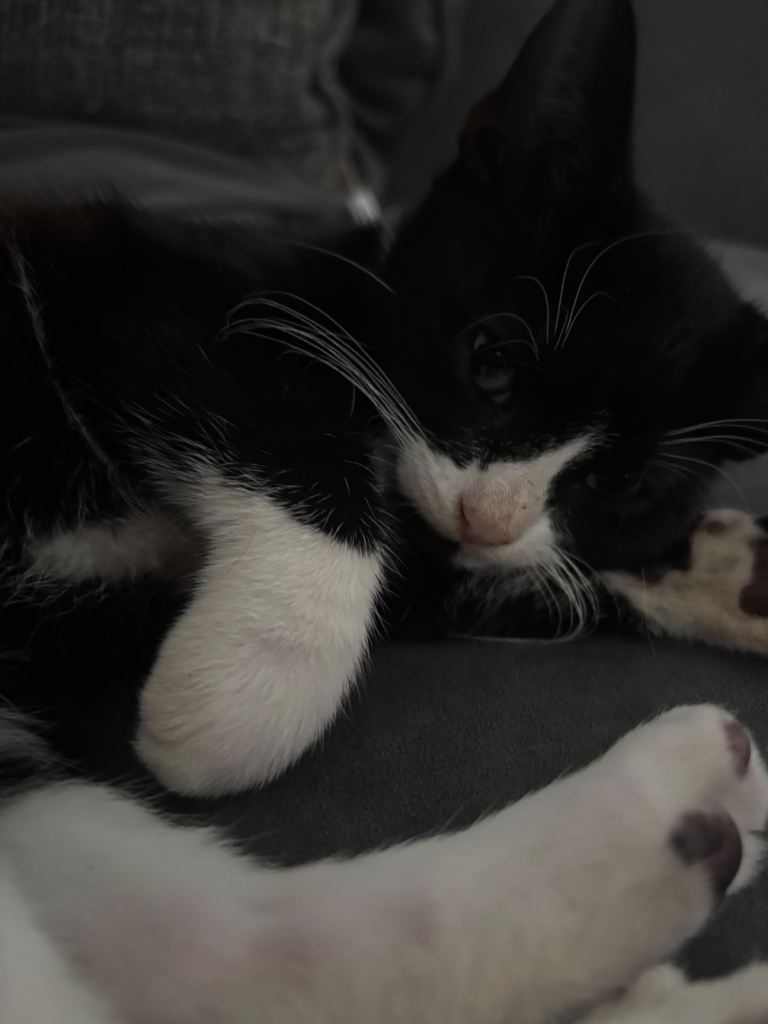Kittens available 