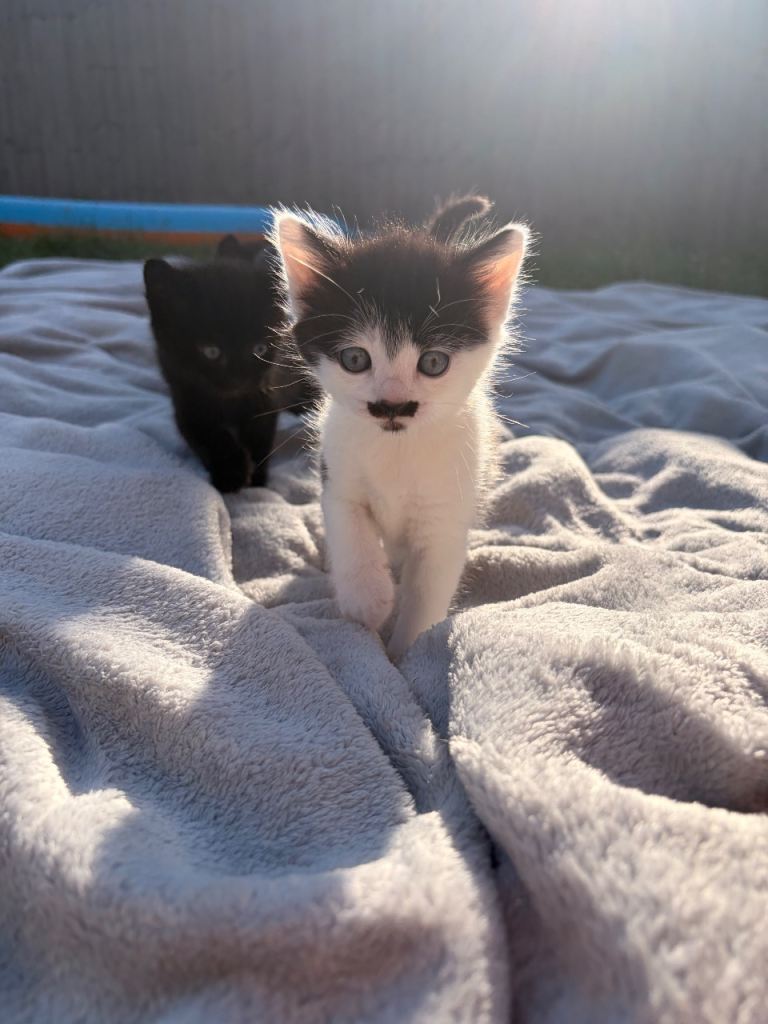 Special b&w female kitten 