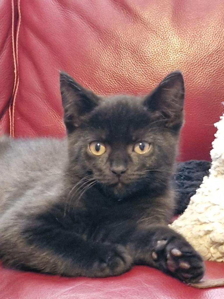 British shorthair Kittens for Sale 2 boys left