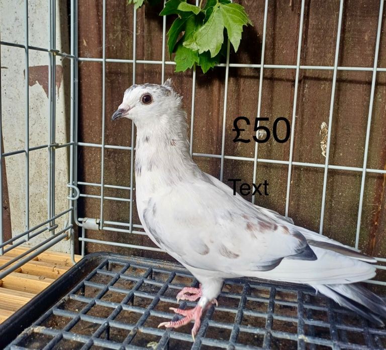 Pigeons 