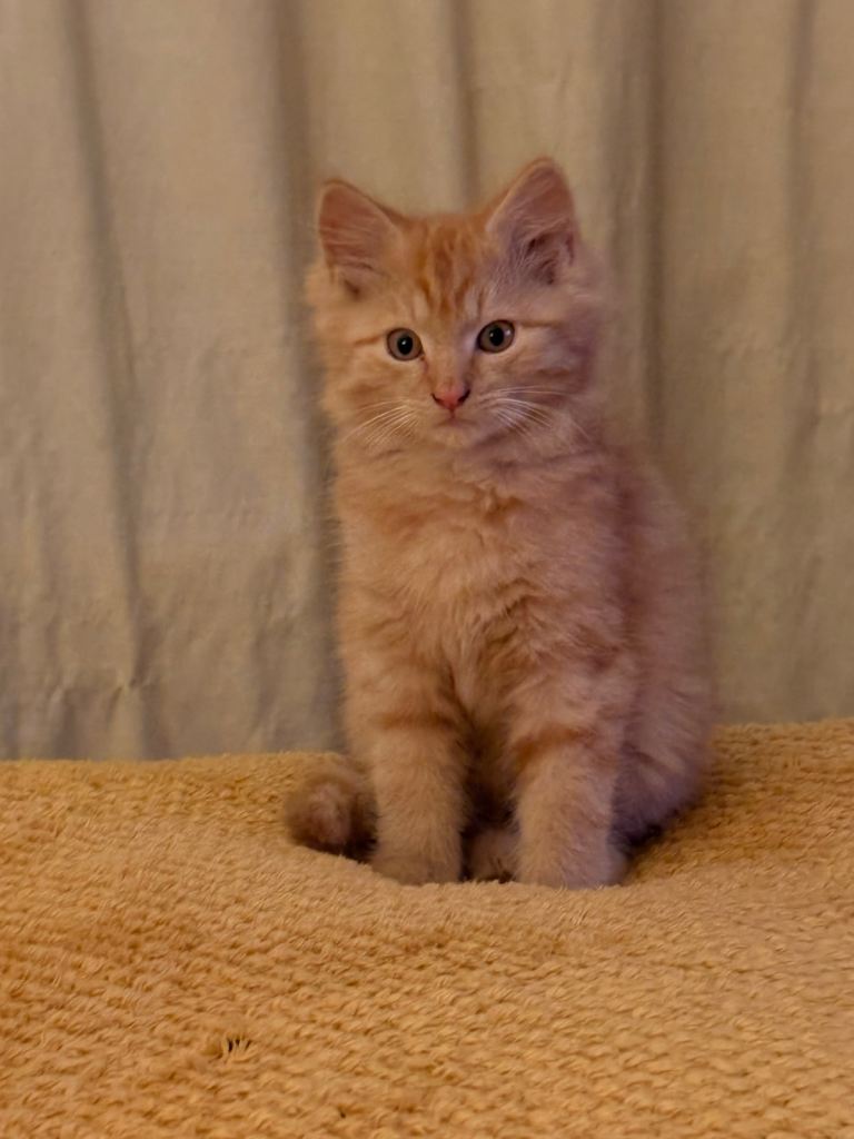 Kittens