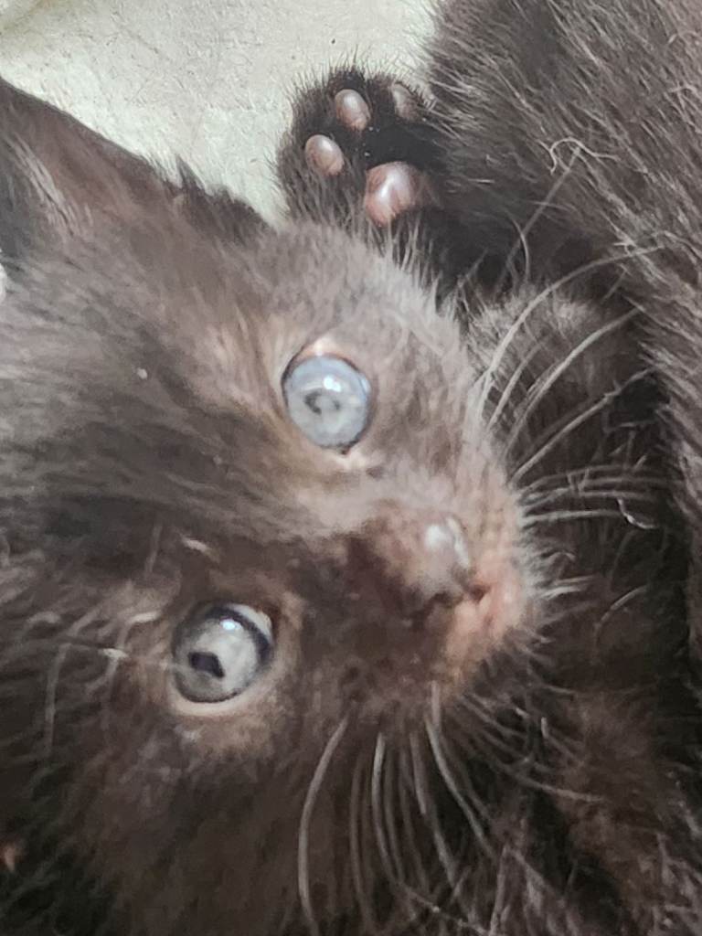 Beautiful Long haired kittens 