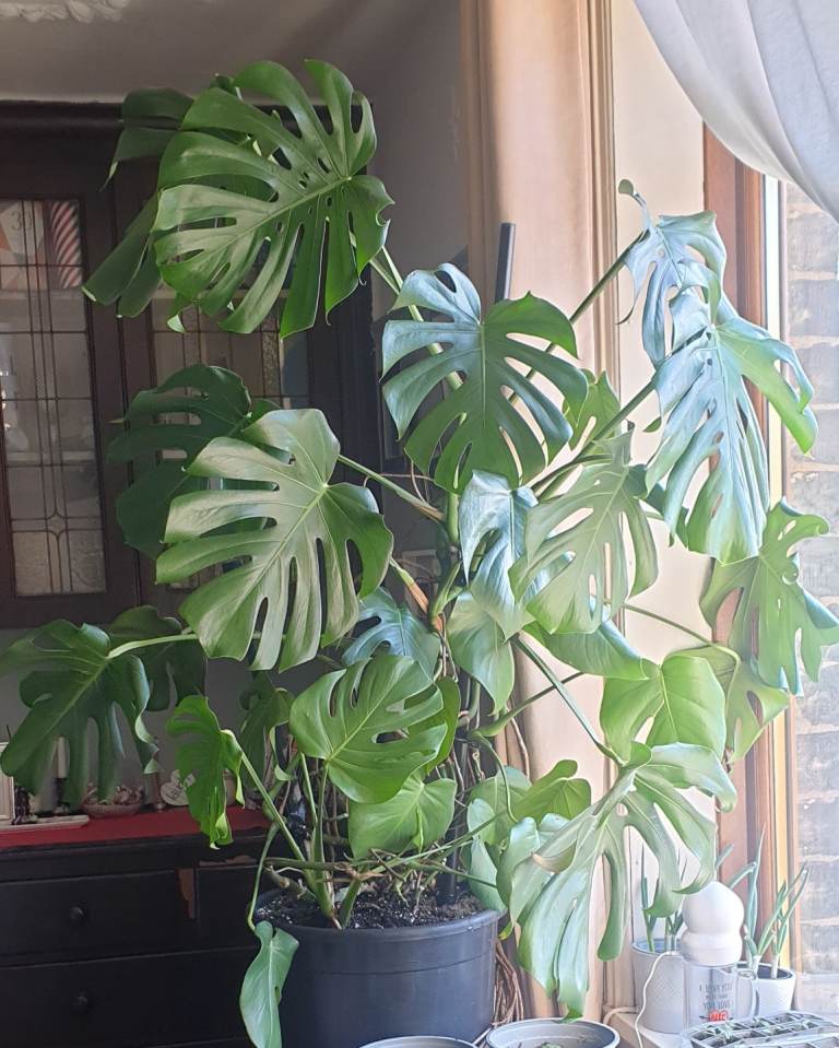 House plant Monstera Deliciosa big