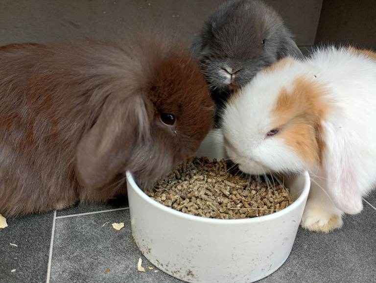 Reserved ## Gorgeous mini lops available