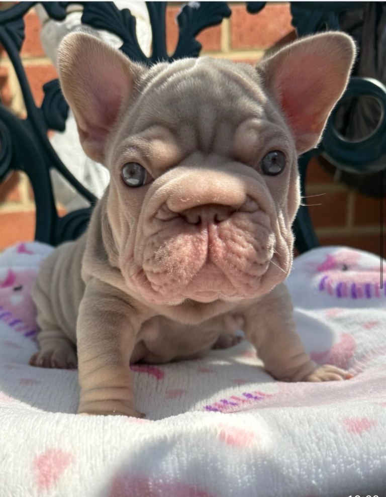 FEMALE FRENCH BULLDOG PUPPY